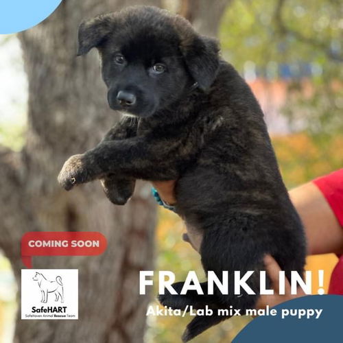 Franklin