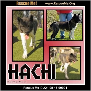 Hachi