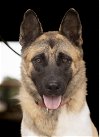 adoptable Dog in klondike, TX named Roscoe