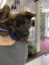 Bear (Texas 7)