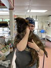 Bear (Texas 7)
