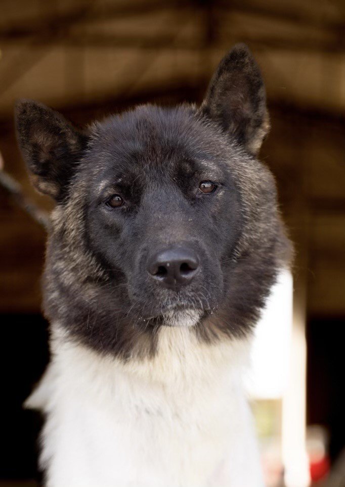 adoptable Dog in Klondike, TX named Naomi
