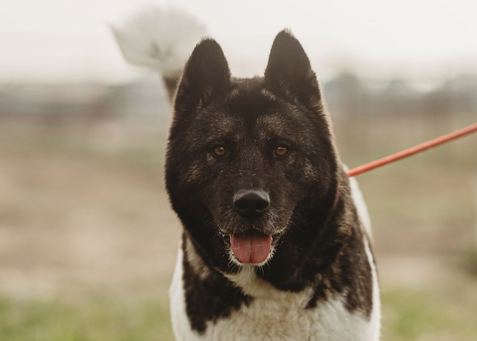 adoptable Dog in Klondike, TX named Alice