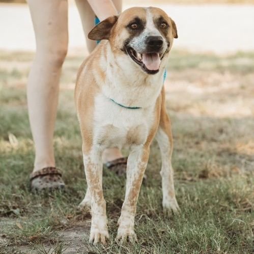 adoptable Dog in Klondike, TX named Roy