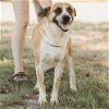 adoptable Dog in klondike, TX named Roy