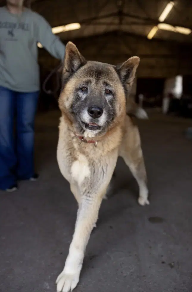 Boris - Akita