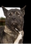 adoptable Dog in klondike, TX named Meli