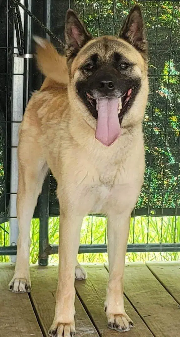 Lexi - Akita