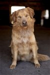 adoptable Dog in klondike, TX named Wrangler