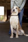 adoptable Dog in klondike, TX named Rush