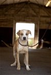 adoptable Dog in klondike, TX named LA