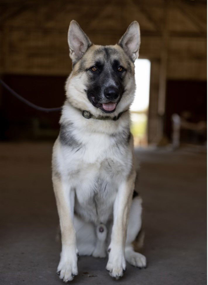 adoptable Dog in Klondike, TX named Sammy