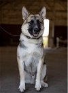 adoptable Dog in klondike, TX named Sammy