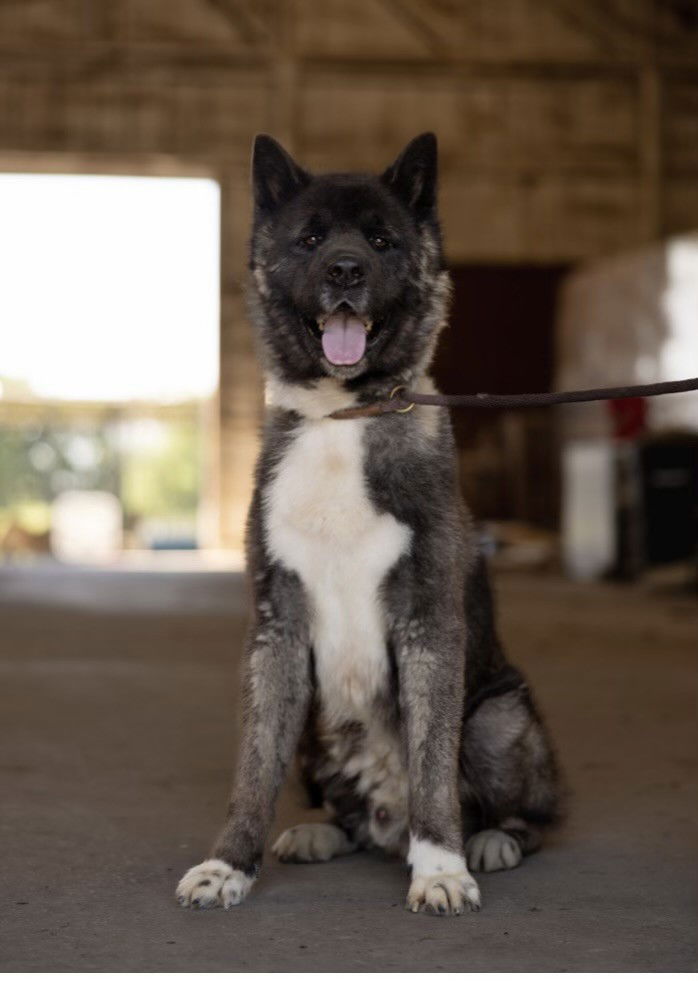 adoptable Dog in Klondike, TX named Toshi