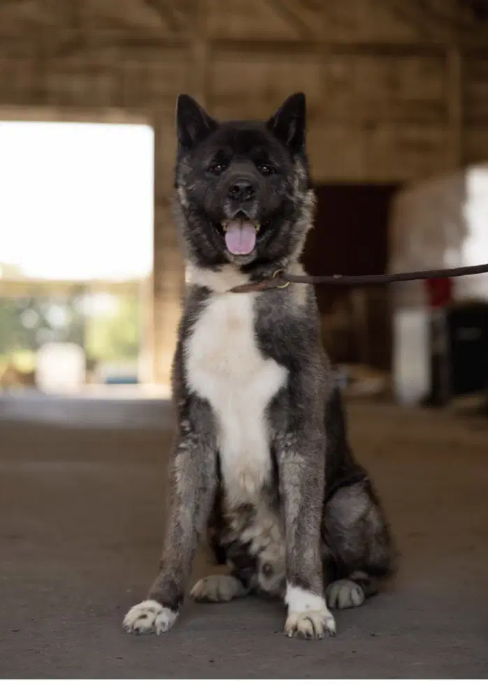 Toshi - Akita