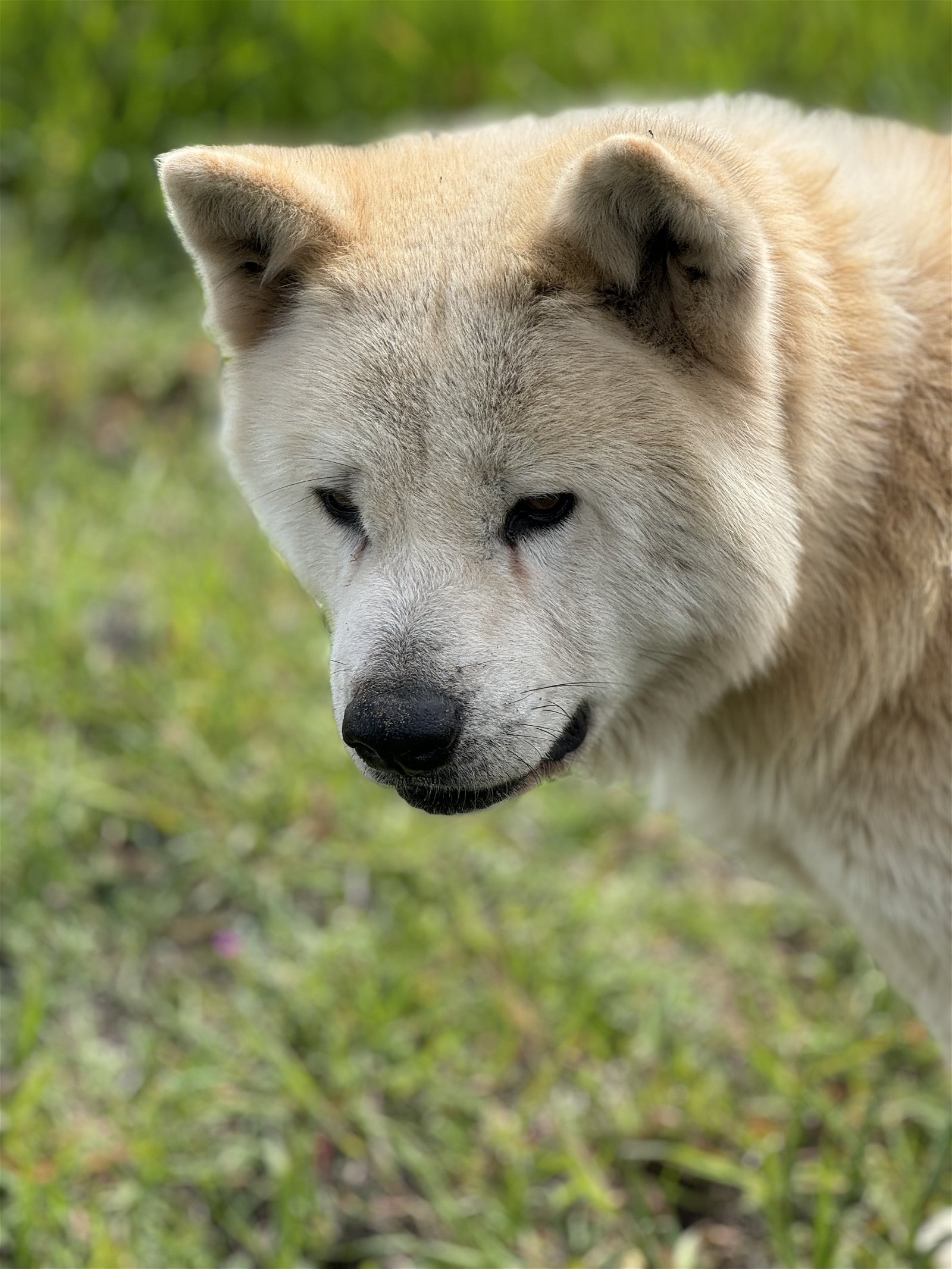 adoptable Dog in Klondike, TX named Toshiro