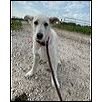 adoptable Dog in Klondike, TX named Willow