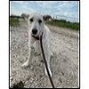 adoptable Dog in , TX named Willow