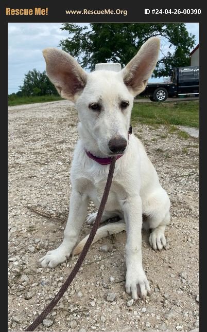 adoptable Dog in Klondike, TX named Frankie