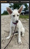 adoptable Dog in , TX named Frankie