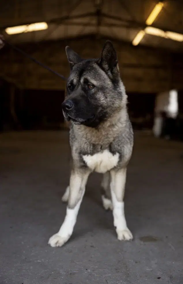 Tummo - Akita