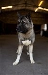 adoptable Dog in , TX named Tummo
