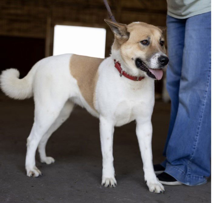 adoptable Dog in Klondike, TX named Holly