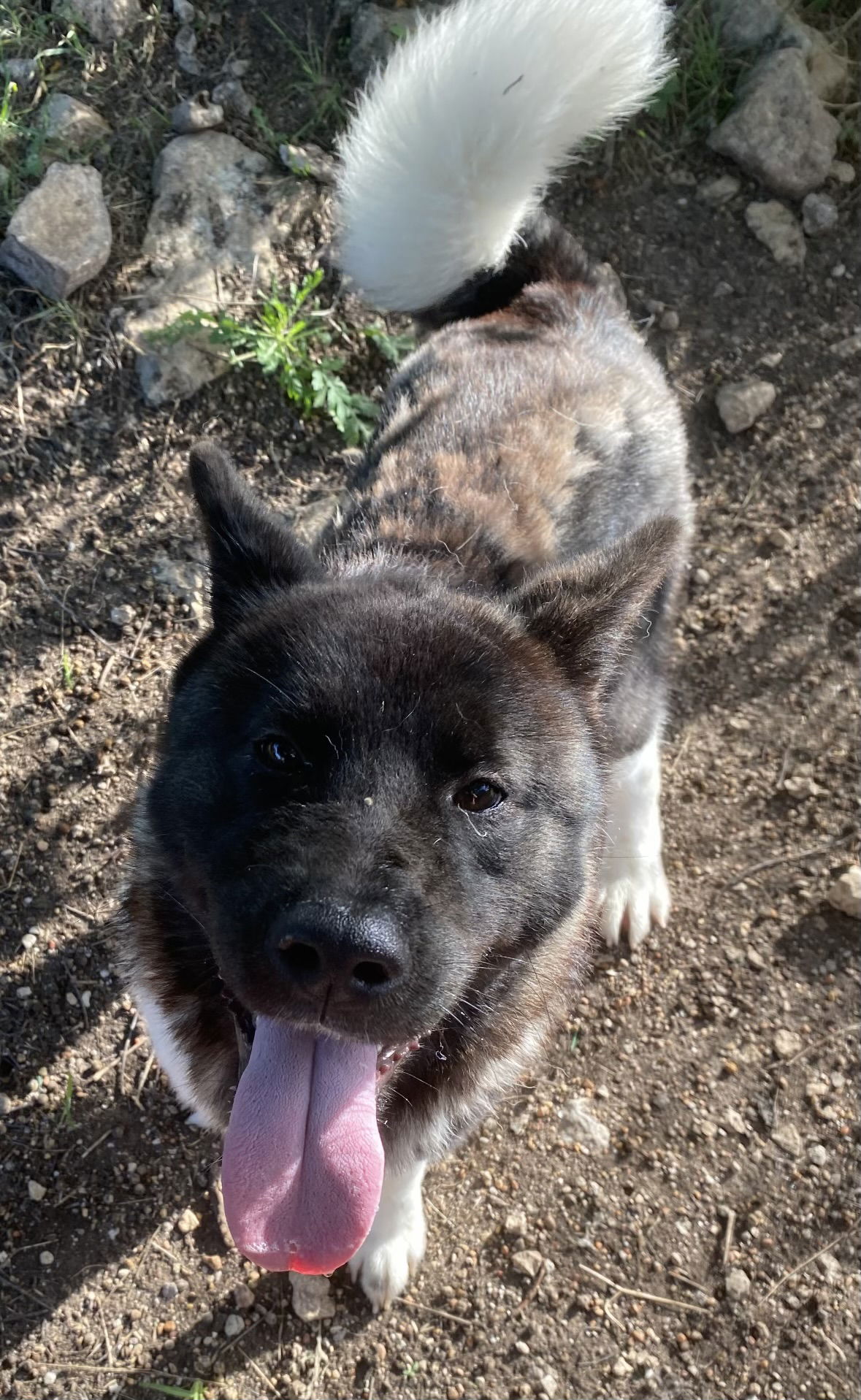 adoptable Dog in Killeen, TX named Dove