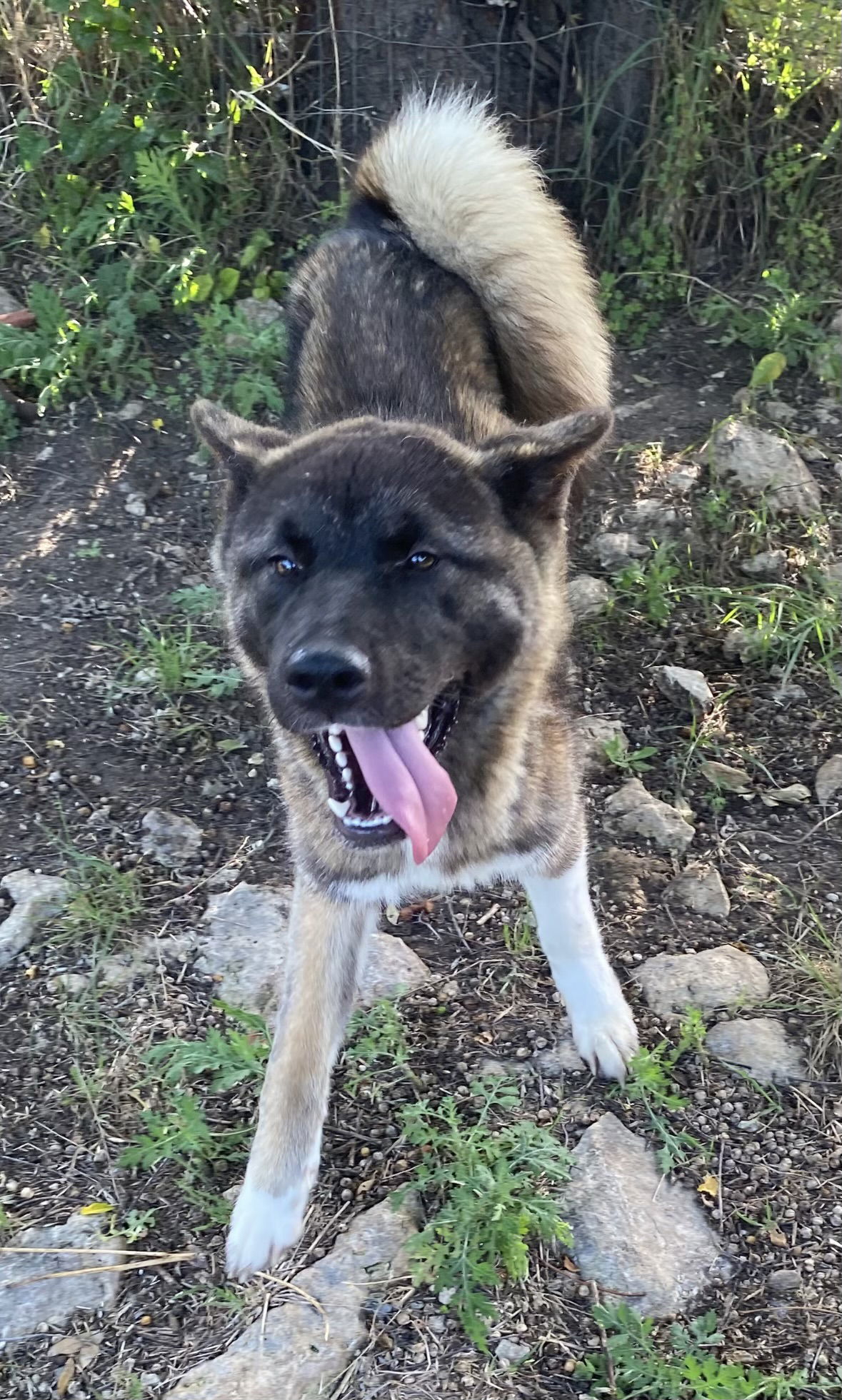 adoptable Dog in Killeen, TX named Sparrow