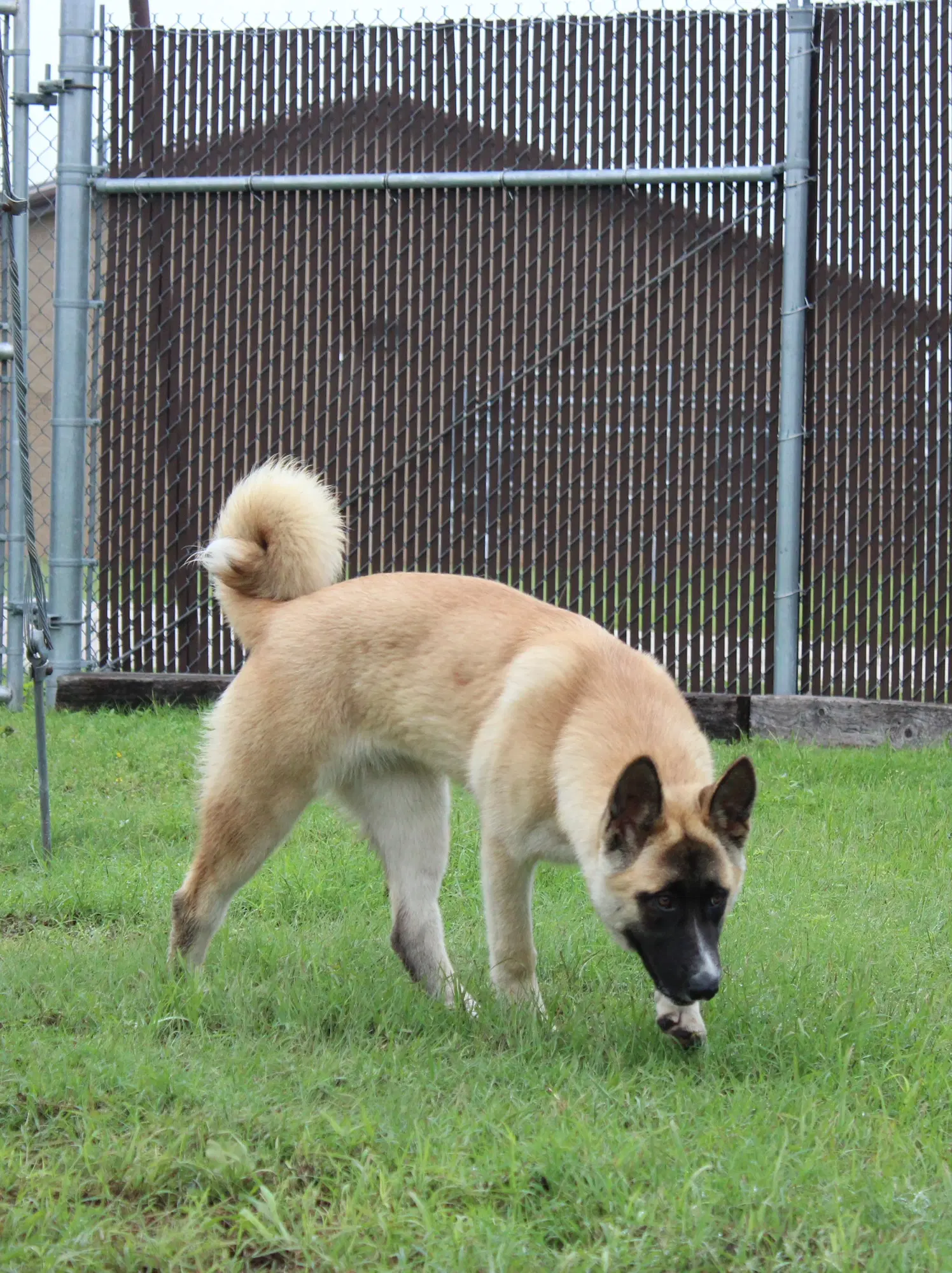 Kylie image 4