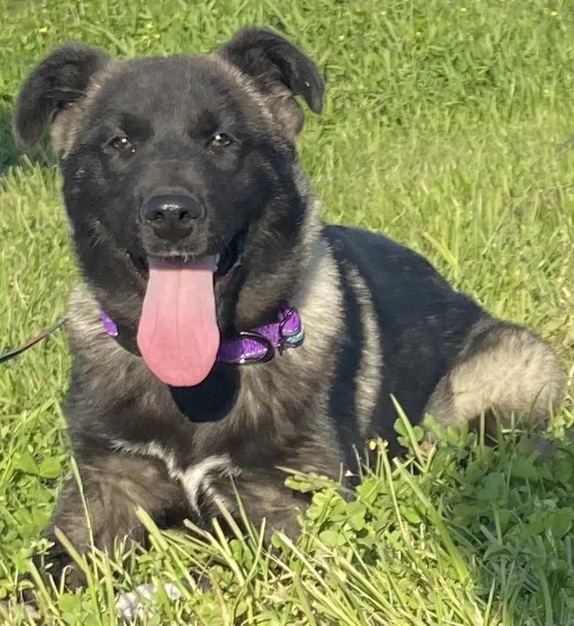 Akira - Akita