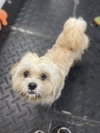 Toby - Photo 2