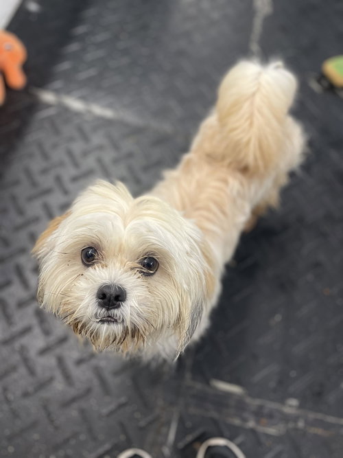 TOBY - Lhasa Apso available for adoption