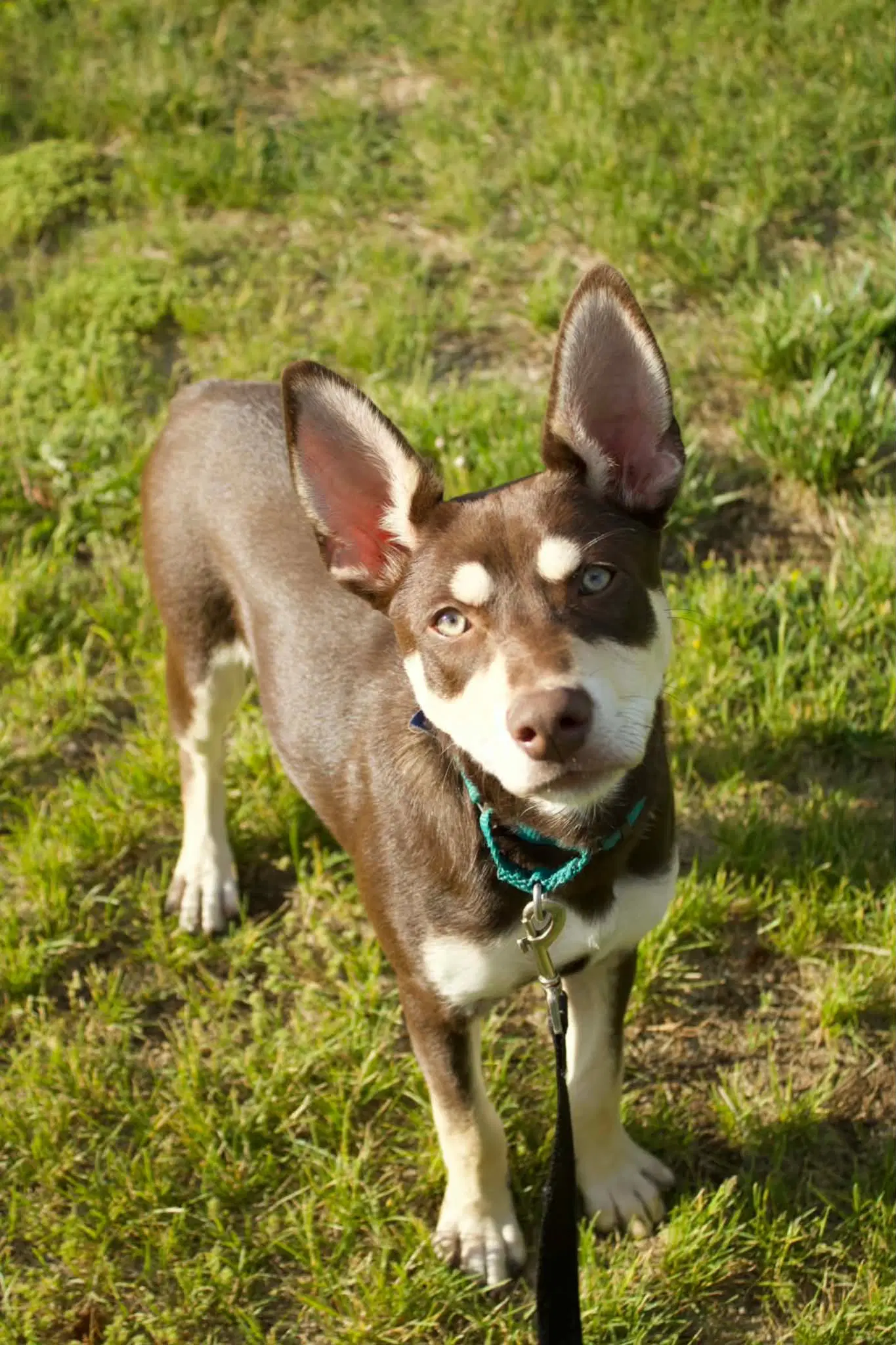 Anthony - Husky