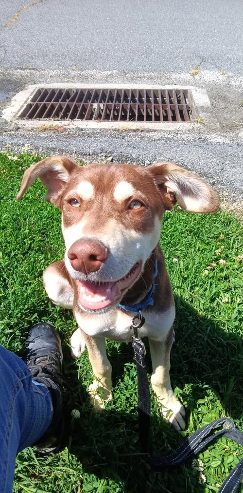 COLIN - Husky / Australian Kelpie available for adoption