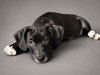 Duke - Photo 2