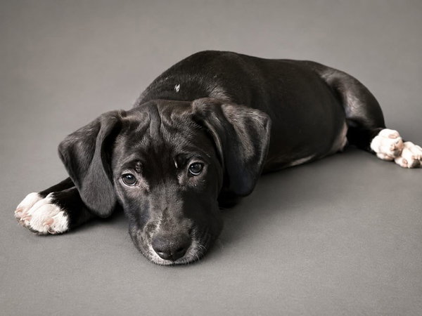 Duke