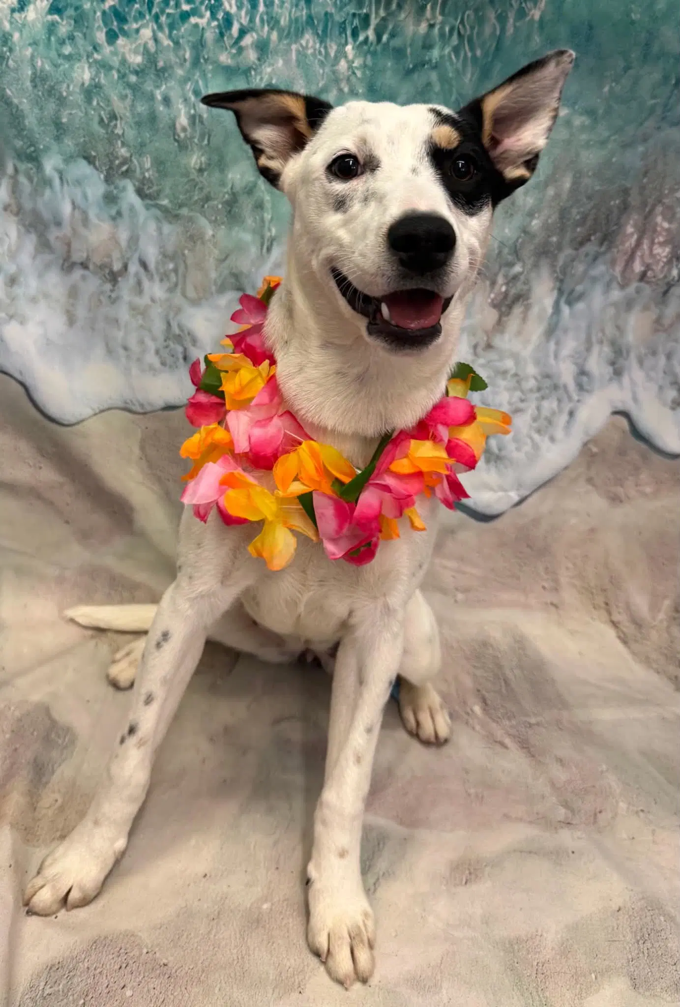 Skye - Australian Cattle Dog/Blue Heeler