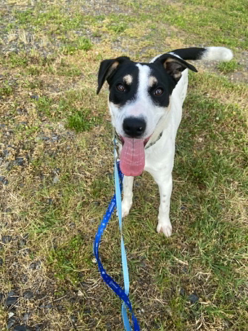 RIOT - Australian Cattle Dog/Blue Heeler / Terrier available for adoption