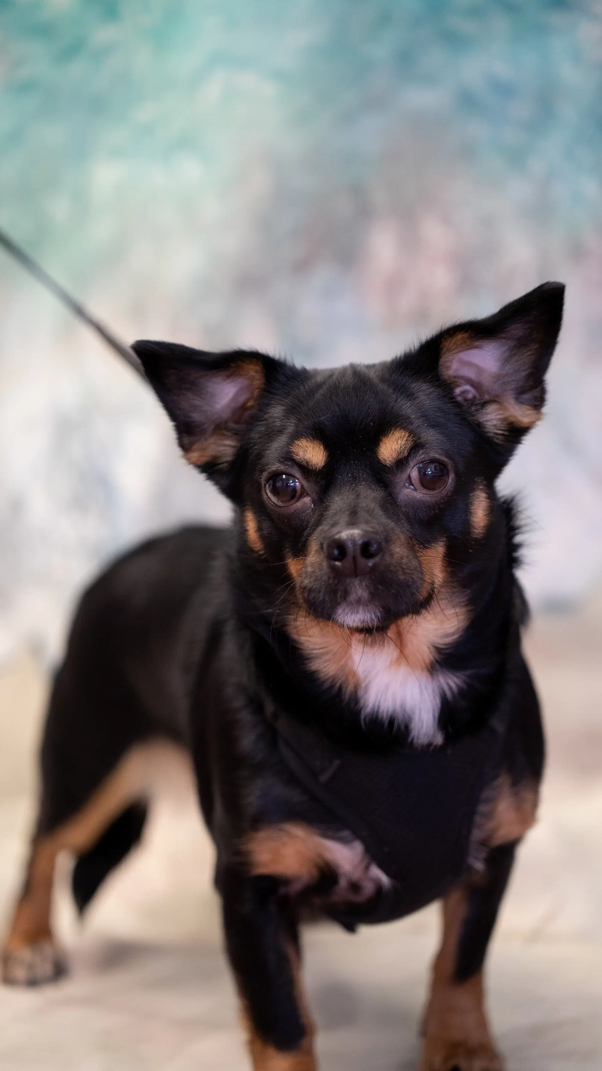 Oakley - Rat Terrier