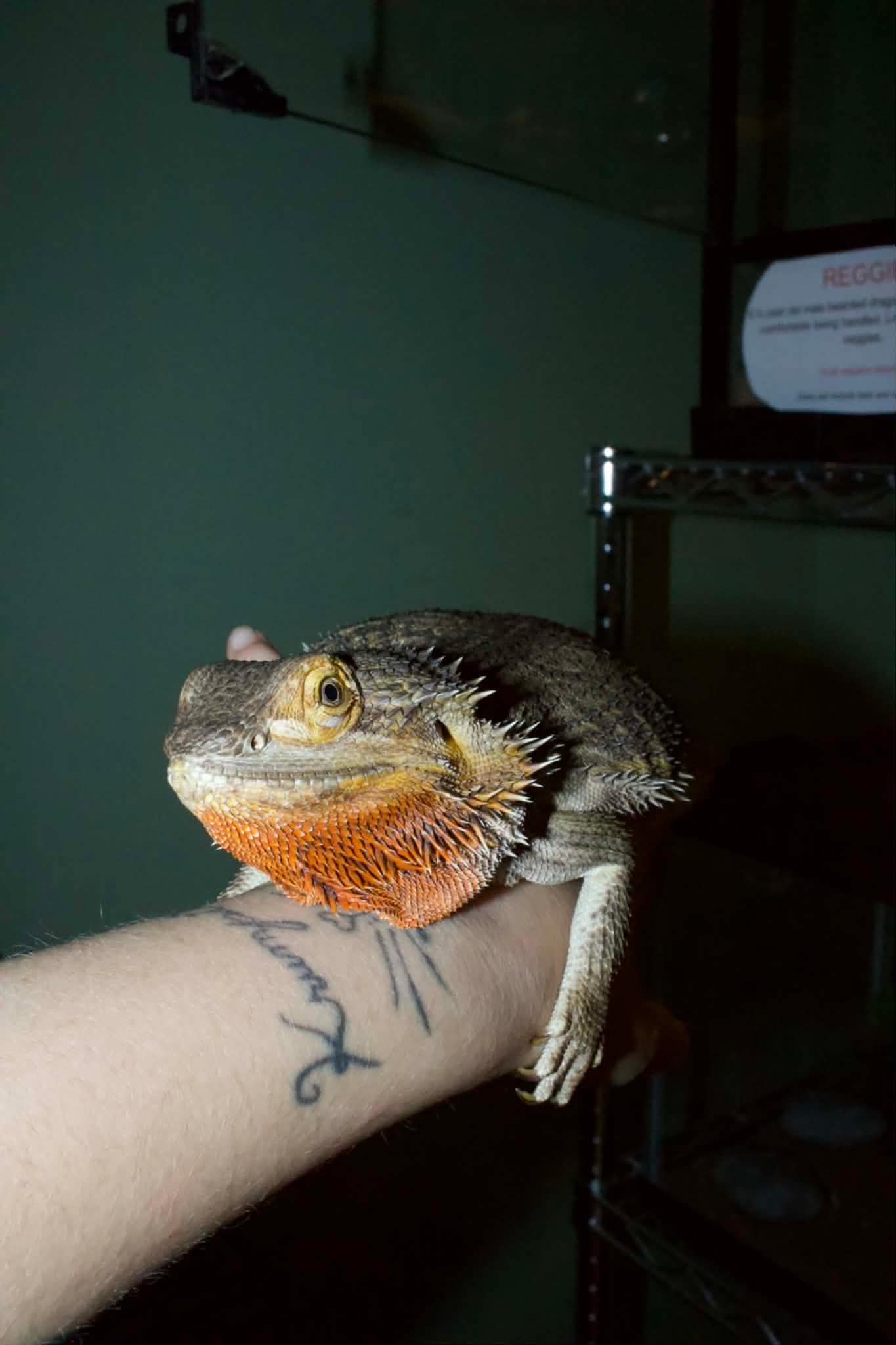 Reggie, photo 2
