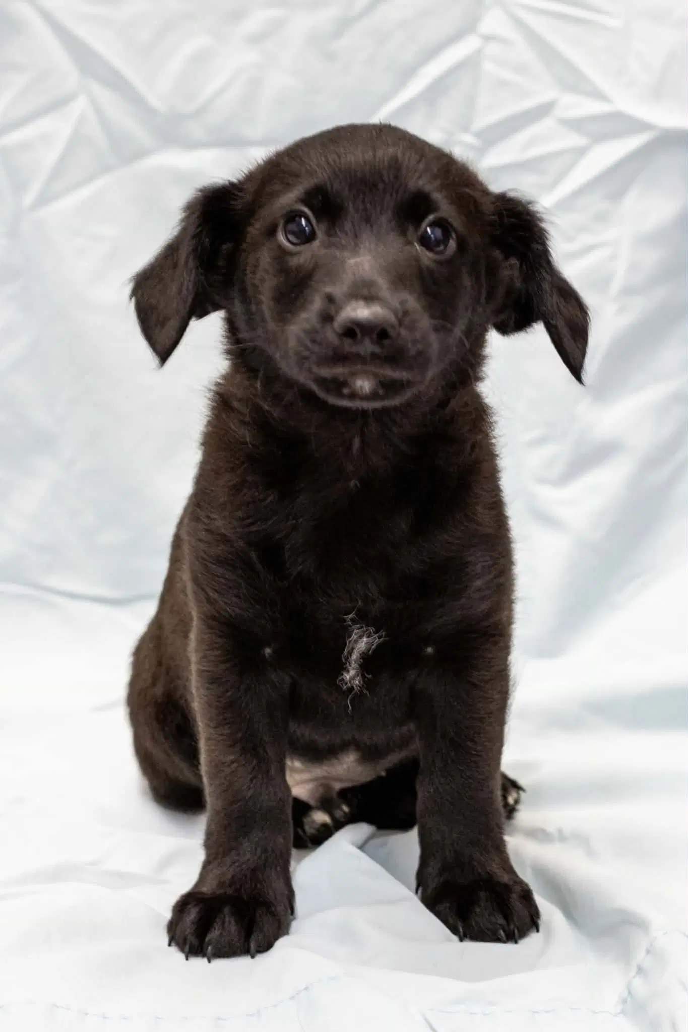 Poppy - Labrador Retriever