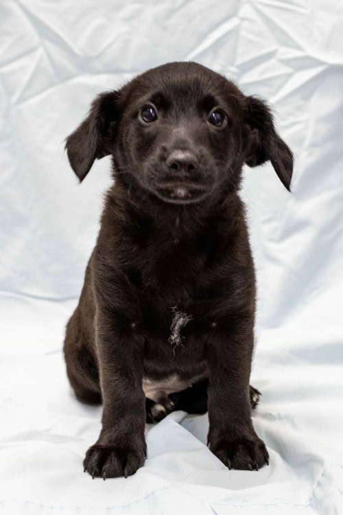 Poppy, a dog for adoption from Animal House Project dba SafeHaven Animal Rescue Team