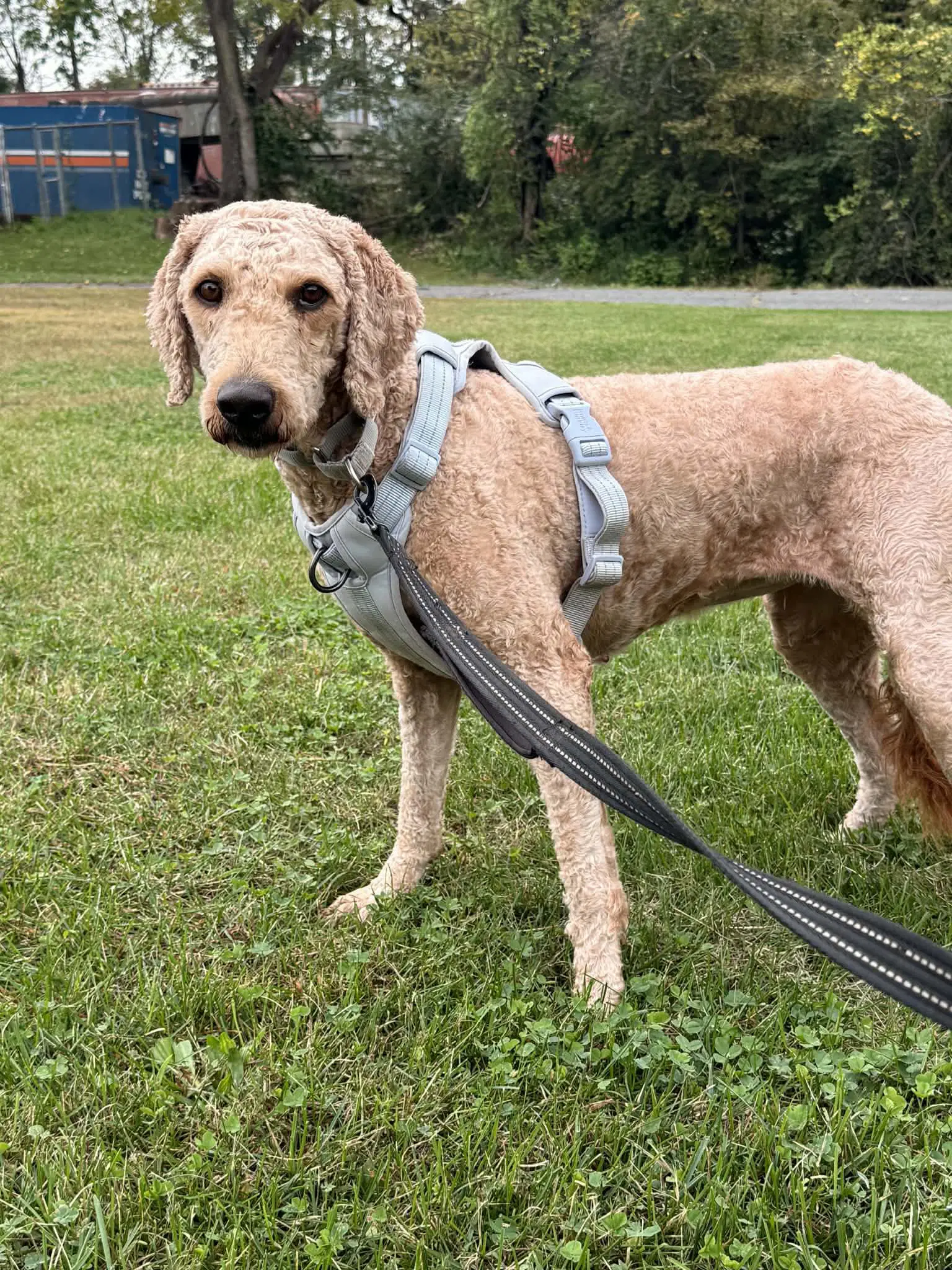 Gracie - Golden Retriever