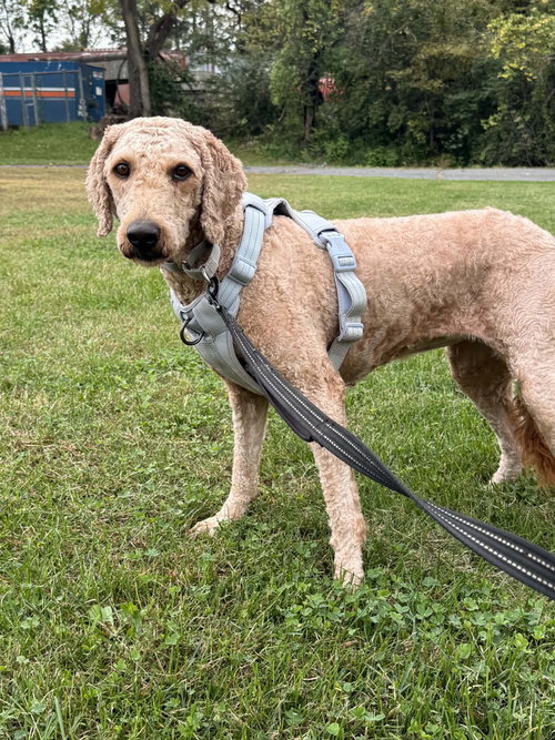 Gracie, a dog for adoption from Animal House Project dba SafeHaven Animal Rescue Team