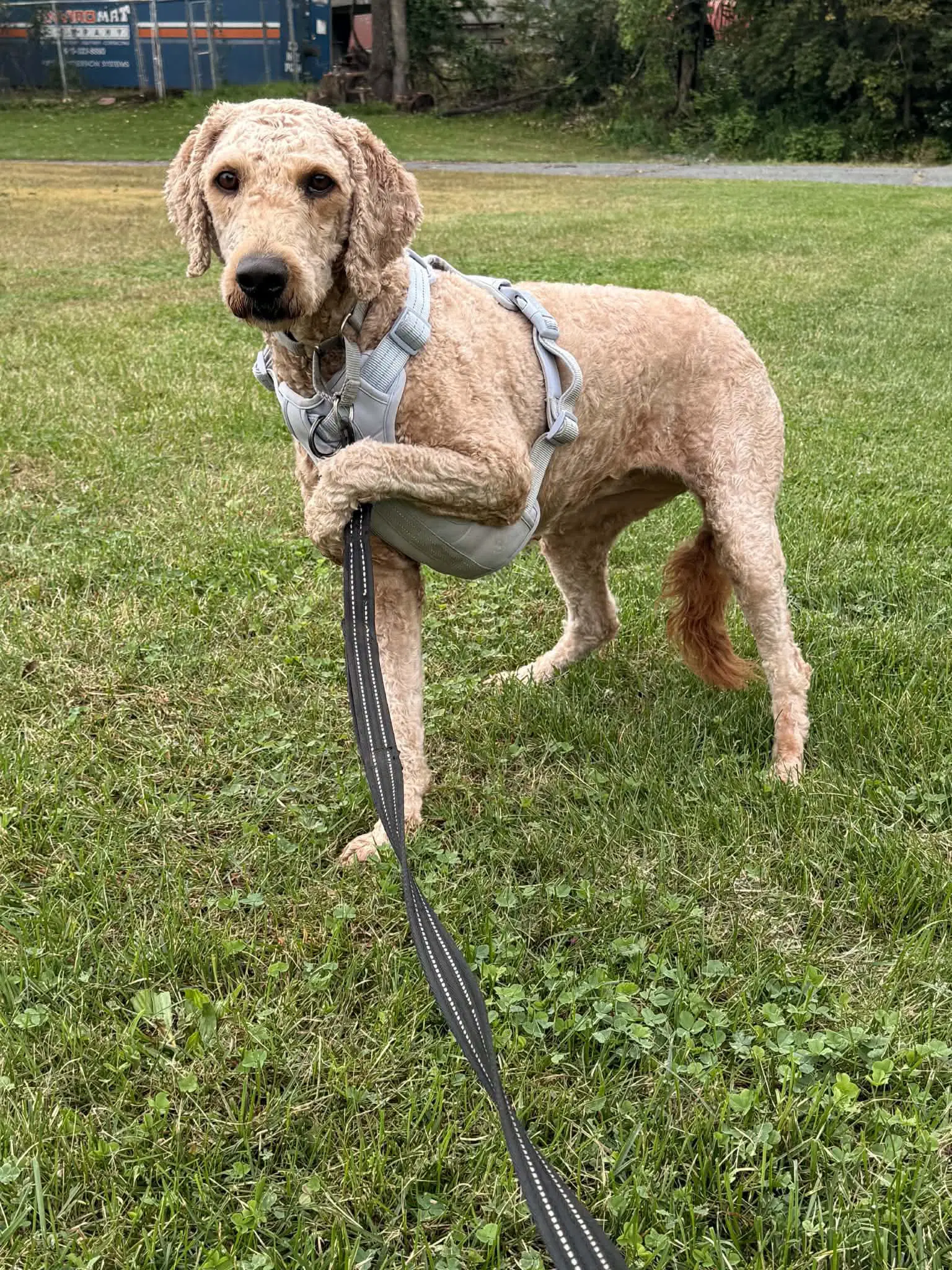 Gracie image 2