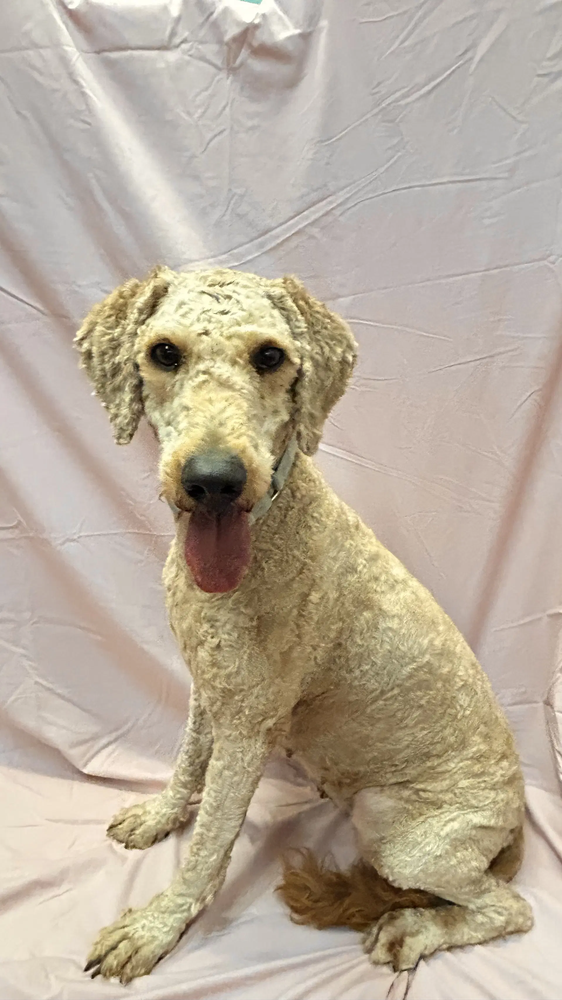 Gracie image 3