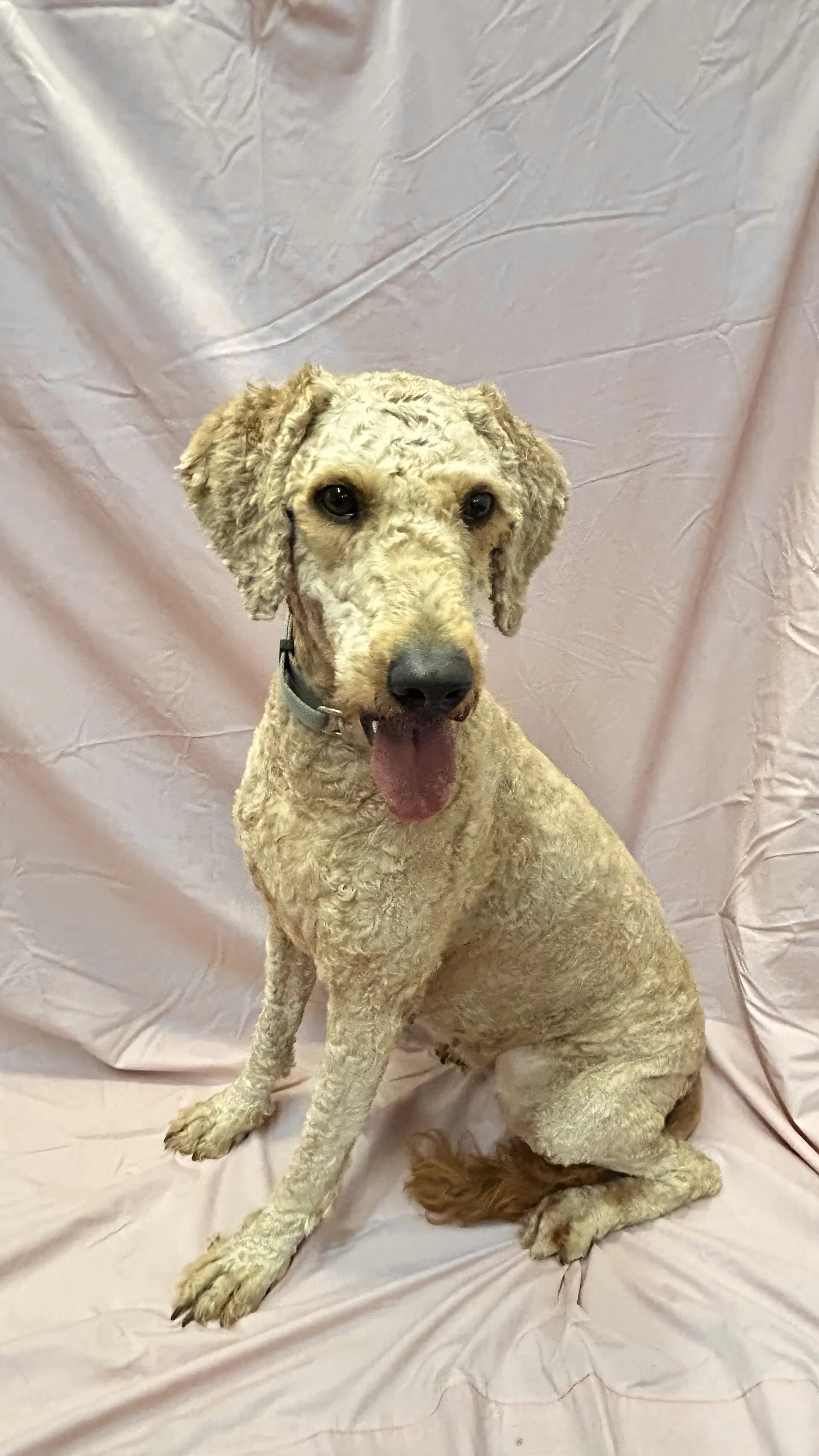 Gracie image 4