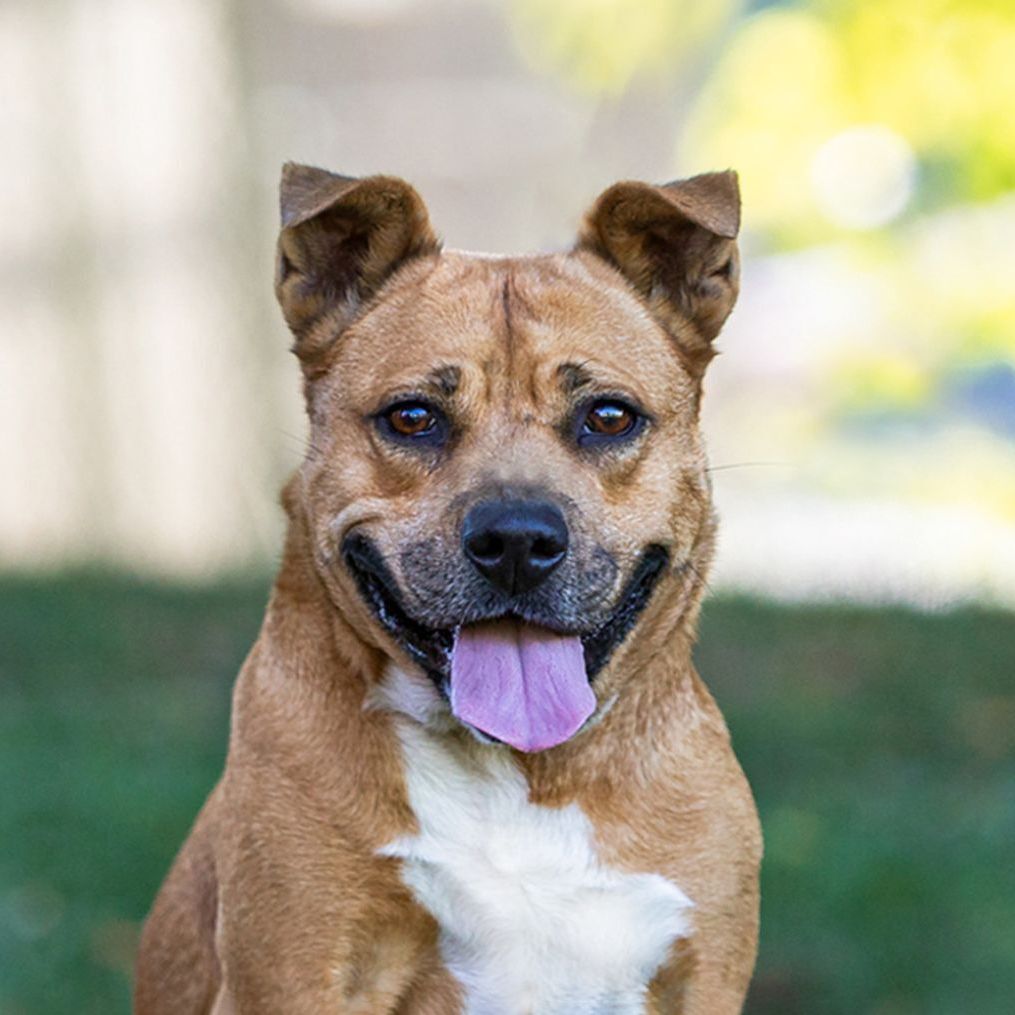 Dog for Adoption Tater Tot, a Labrador Retriever in Wenonah, NJ