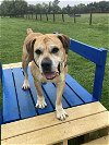 adoptable Dog in unionville, PA named Hattie